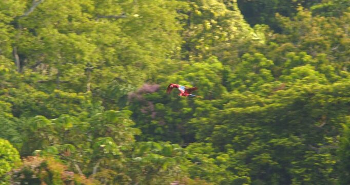 Pair of Scarlet Macaws Flying together over the Rain forest canopy in the sunny morning light