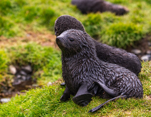 Fur Seal Pups Photographed in Grytviken, South Georgia