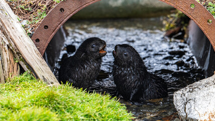 Fur Seal Pups Photographed in Grytviken, South Georgia