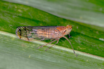 Palm Planthopper (Magia subocellata) - Tropical Australian Bug