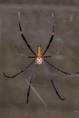 Giant Golden Orbweaver (Nephila pilipes) - Spectacular Giant Spider in Web