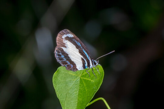 Small Green-banded Blue Butterfly (Psychonotis caelius) - Beautiful Australian Insect