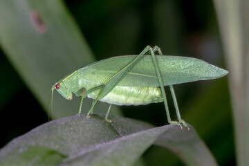 Common Garden Katydid (Caedicia simplex) - Stunning Insect Macro Photography