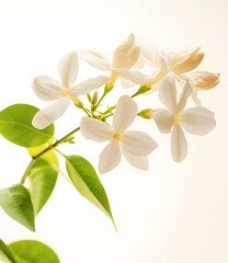Fototapeta premium Delicate White Flowers with Green Leaves Blossom