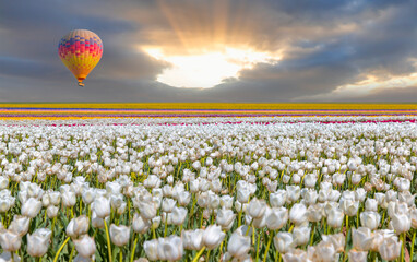 Colorful hot air balloon flying over white tulip flower fields in spring at amazing sunset