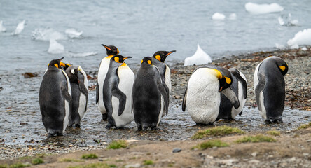 Obraz premium King Penguins Photographed in Grytviken South Georgia