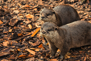Sweet otters