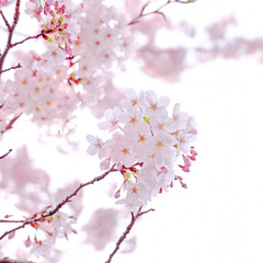 Beautiful cherry blossoms in Japan、sakura さくらの花