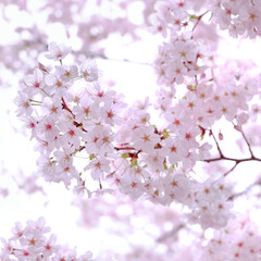 Beautiful cherry blossoms in Japan,sakura　 さくらの花