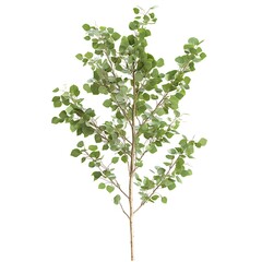 Branch of birch tree with green leaves isolated on white background