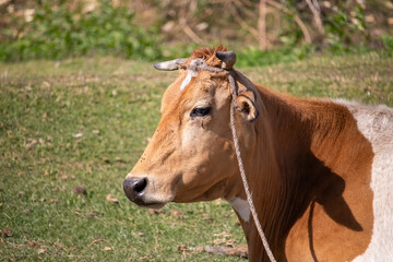 cow in the field at sunny day