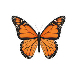 Fototapeta premium Beautiful Monarch Butterfly Isolated on Black Background Detailed Wings Orange Insect macro fauna