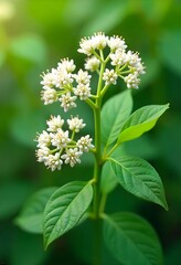 Flowers With Green Leaves in Nature Background