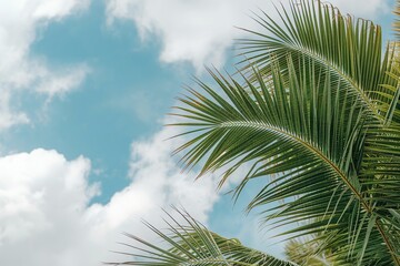 Fototapeta premium Green Leaves of palm, coconut tree with white cloud and blue-sky background