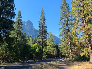 Tall incense Cedar trees along the Valley trail in Yosemite Valley, California