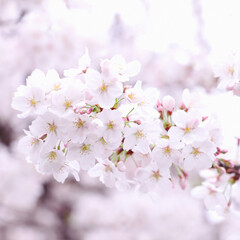 Beautiful cherry blossoms in Japan,sakura　 さくらの花