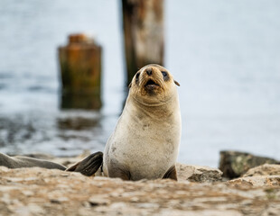 Fur seals photographed in Grytviken South Georgia