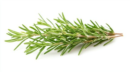 Fototapeta premium Generic Herb Overview