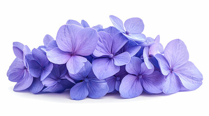 Purple Hydrangea Blossoms Isolated