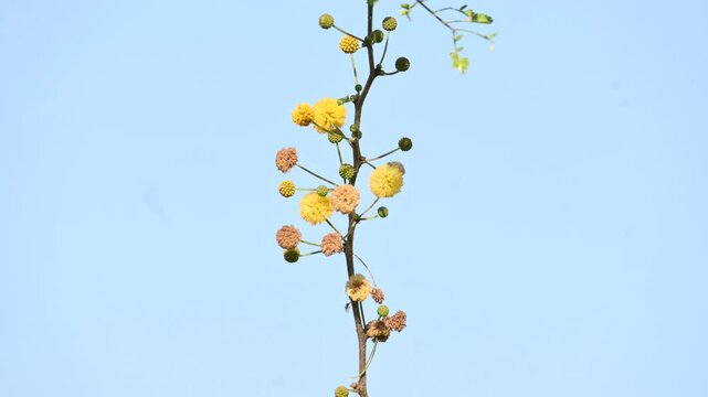Vachellia nilotica flowers. Its other names gum arabic tree,&nbsp;babul, thorn mimosa, Egyptian acacia and thorny acacia. This is a tree in the family&nbsp;Fabaceae. Yellow Wildflower.
