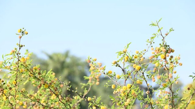 Vachellia nilotica flowers. Its other names gum arabic tree,&nbsp;babul, thorn mimosa, Egyptian acacia and thorny acacia. This is a tree in the family&nbsp;Fabaceae. Yellow Wildflower.
