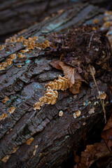 Macro shots of turkey tail mushrooms growing on dead trees