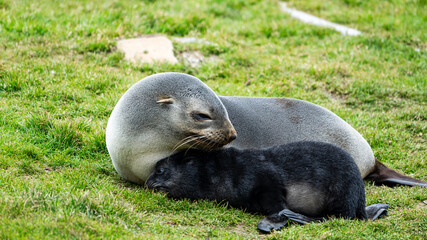Fur Seal Pups Photographed in Grytviken, South Georgia
