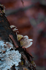 Macro shots of turkey tail mushrooms growing on dead trees