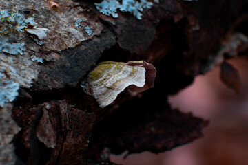Macro shots of turkey tail mushrooms growing on dead trees