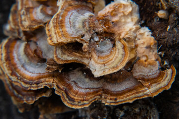 Macro shots of turkey tail mushrooms growing on dead trees