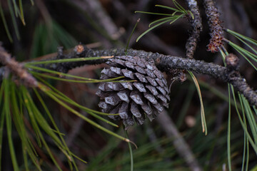 Pine cones sitting on branches in a fallen tree