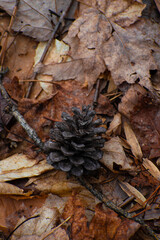 Pinecones sitting on top of leaves
