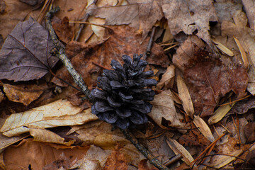 Pinecones sitting on top of leaves