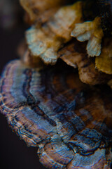 Macro shots of turkey tail mushrooms growing on dead trees