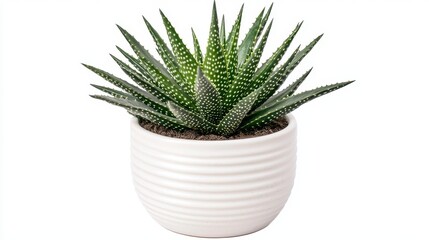 Fototapeta premium Haworthia succulent plant in white pot isolated on white background. Decorative houseplant.