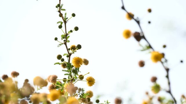 Vachellia nilotica flowers. Its other names gum arabic tree,&nbsp;babul, thorn mimosa, Egyptian acacia and thorny acacia. This is a tree in the family&nbsp;Fabaceae. Yellow Wildflower.
