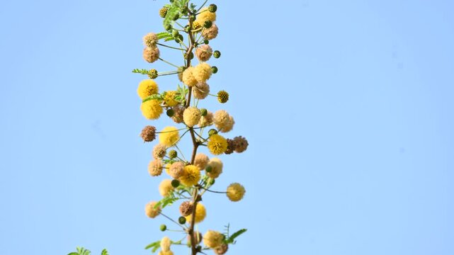 Vachellia nilotica flowers. Its other names gum arabic tree,&nbsp;babul, thorn mimosa, Egyptian acacia and thorny acacia. This is a tree in the family&nbsp;Fabaceae. Yellow Wildflower.
