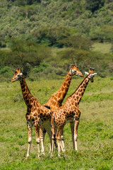 Rothschild's giraffe, Baringo giraffe or Ugandan giraffe (Giraffa camelopardalis rothschildi). One of the most endangered giraffe species, they have 3 ossicones  (horns). Lake Nakuru. Nakuru. Kenya.