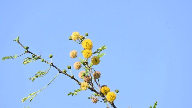 Vachellia nilotica flowers. Its other names gum arabic tree,&nbsp;babul, thorn mimosa, Egyptian acacia and thorny acacia. This is a tree in the family&nbsp;Fabaceae. Yellow Wildflower.
