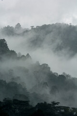 Fototapeta premium Mist and rain in the Bwindi Impenetrable Forest National Park. Uganda.