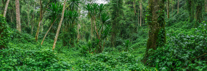 Fototapeta premium Forest interior. Bwindi Impenetrable Forest National Park. Uganda.