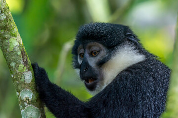 L'Hoest's monkey or mountain monkey (Cercopithecus lhoesti).  Bwindi Impenetrable Forest National Park. Uganda.
