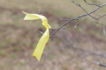 A yellow ribbon is tied to a tree branch
