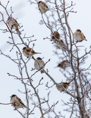 A group of birds are perched on a tree branch