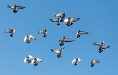 A flock of pigeons flying in the sky