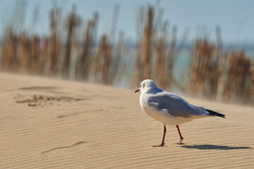 Bird on dune. Coastal animal from the side. bokeh. Seagull.