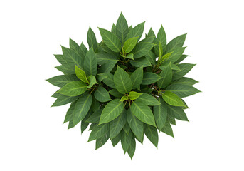 Lush Green Foliage Cluster with Vibrant Leaves Perfect for Nature Themes and Botanical Illustrations on Isolated Background