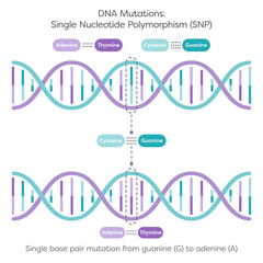 Single Nucleotide Polymorphism SNPs DNA Mutation diagram