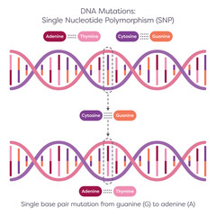 Single Nucleotide Polymorphism SNPs DNA Mutation diagram