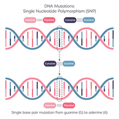 Single Nucleotide Polymorphism SNPs DNA Mutation diagram